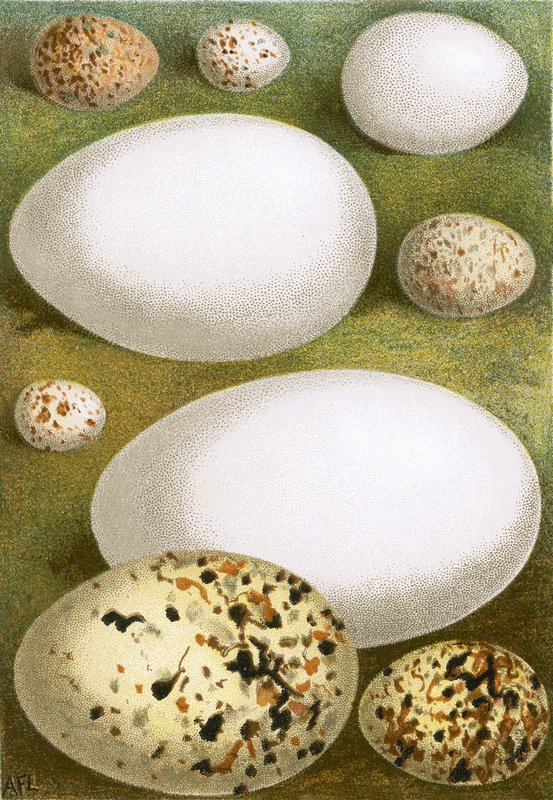 Ovos de English School
