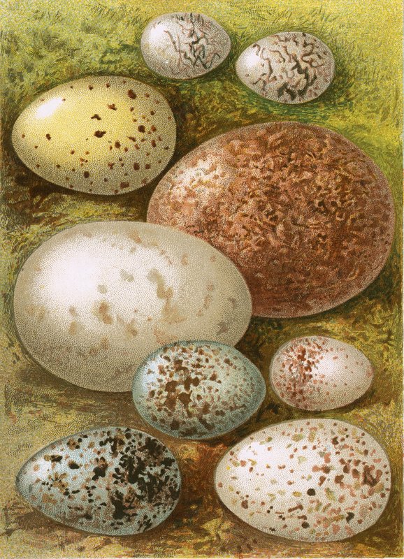 Ovos de English School