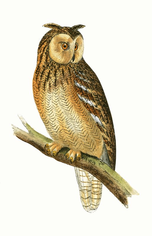 Coruja de Orelhas Egípcias, ilustração de &39;Uma História das Aves da Europa Não Observadas nas Ilhas Britânicas&39;, de Charles Robert Bree (1811-86), publicada em 1867 de English School