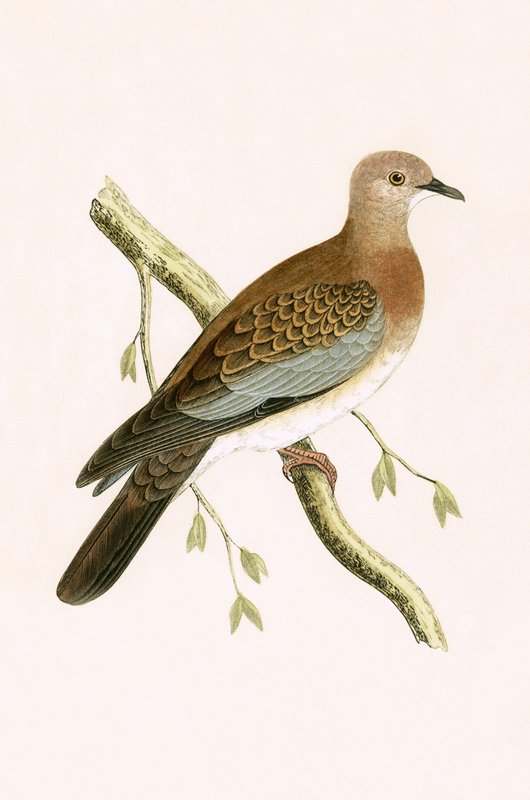 Pomba da Tartaruga Egípcia, ilustração de "Uma História das Aves da Europa Não Observadas nas Ilhas Britânicas", de Charles Robert Bree (1811-1886), publicada em 1867 de English School
