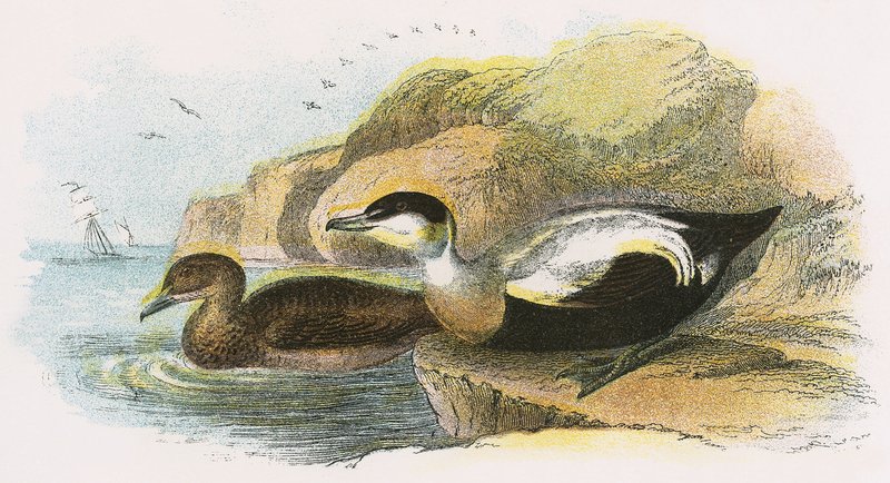 Eider Duck de English School