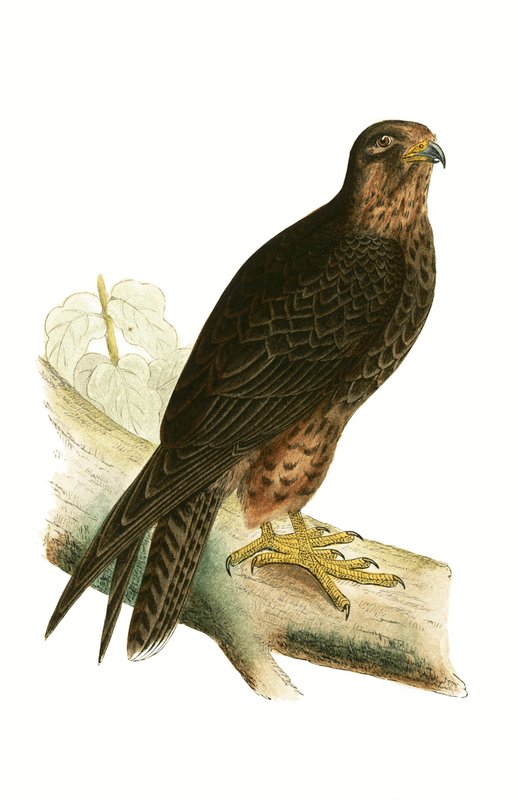 Eleonora Falcon, ilustração de "Uma História das Aves da Europa Não Observadas nas Ilhas Britânicas", de Charles Robert Bree (1811-1886), publicada em 1867 de English School