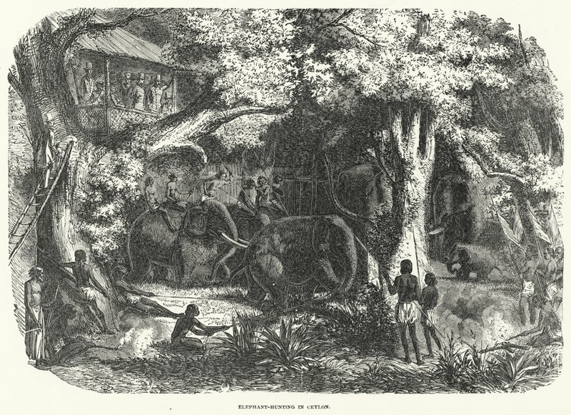 Elephant-Hunting in Ceylon (gravura) de English School