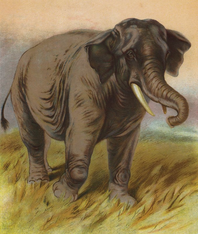 Elefante (litografia a cores) de English School