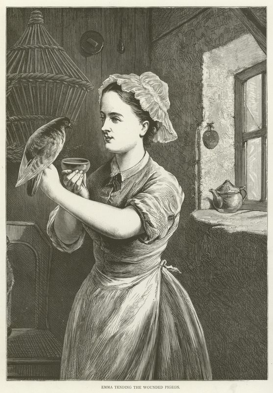 Emma cuidando do pombo ferido de English School