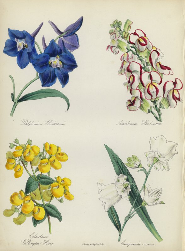 Jardim de flores inglês: Delphinium Hendersonu, Antirrhinum Hendersonu, Calceolaria Wellinton Hoero, Campanula coronata (litografia a cores) de English School