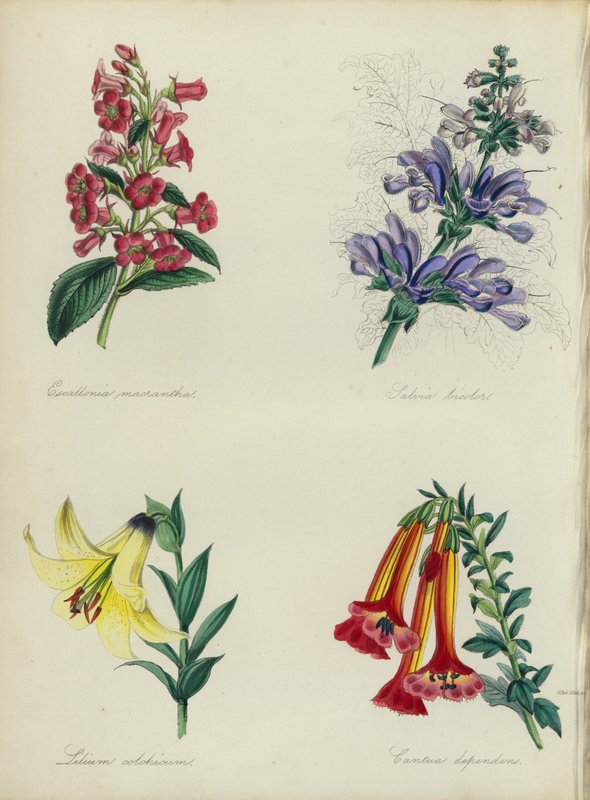 Jardim de flores inglês: Escallonia macrantha, Salvia bicolar, Lilium colchicum, Cantua dependens (litografia colorida) de English School