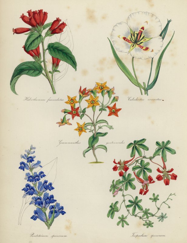 Jardim de flores inglês, Habrothamnus dorsalis Stylocline gracioso Grammanthes gentianoides, Pentstemon magnífico, belo Tropseolum de English School