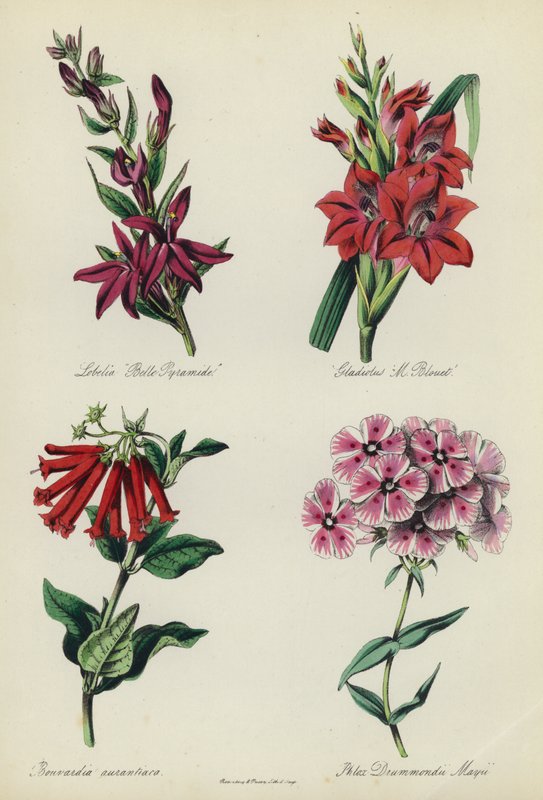 Jardim inglês: Lobelia "Belle Pyramide", tipo de flor "M Blouet", Bouvardia aurantiaca, Phlox Drummondii Mayii de English School