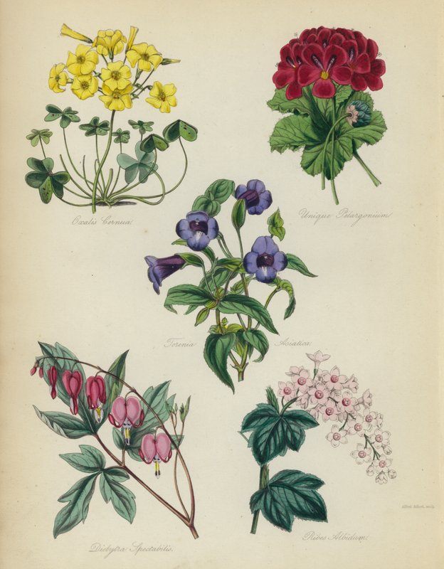 Inglês jardim de flores: Oxalis see é único Pelargonium, Torenia asiatica, Dielytra Alocasia, Ribes Albidum de English School