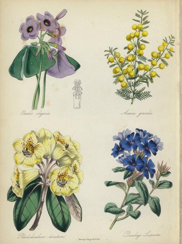 Jardim de flores inglês: Oxalis elegans, Acacia grandis, Rhododendron lanatum, Plumbago Larpentae (litografia a cores) de English School