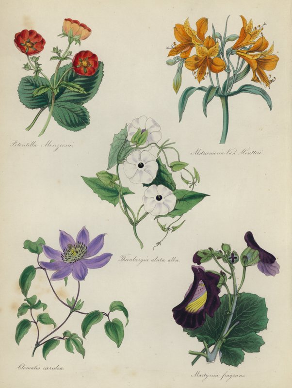 Inglês Jardim de Flores: Potentilla Menziesii, Alstraemeria Van Houtteii, Thunbergia alata alba, Clematis caerulea, Martynia fragrans de English School
