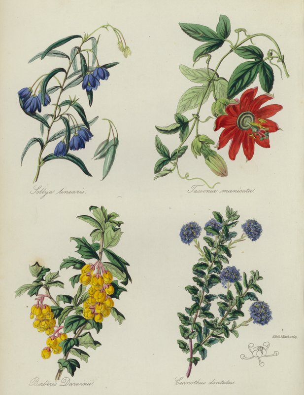 Jardim de flores inglês: Sollya linearis, Tacsonia manicata, Berberis Darwinii, Ceanothus dentatus (litografia a cores) de English School