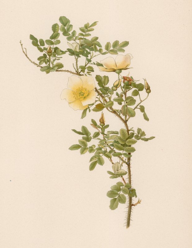 Rosa inglesa de English School