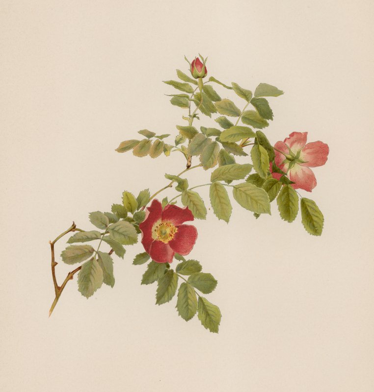 Rosa inglesa de English School
