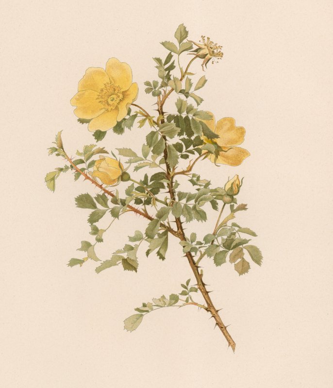 Rosa inglesa de English School