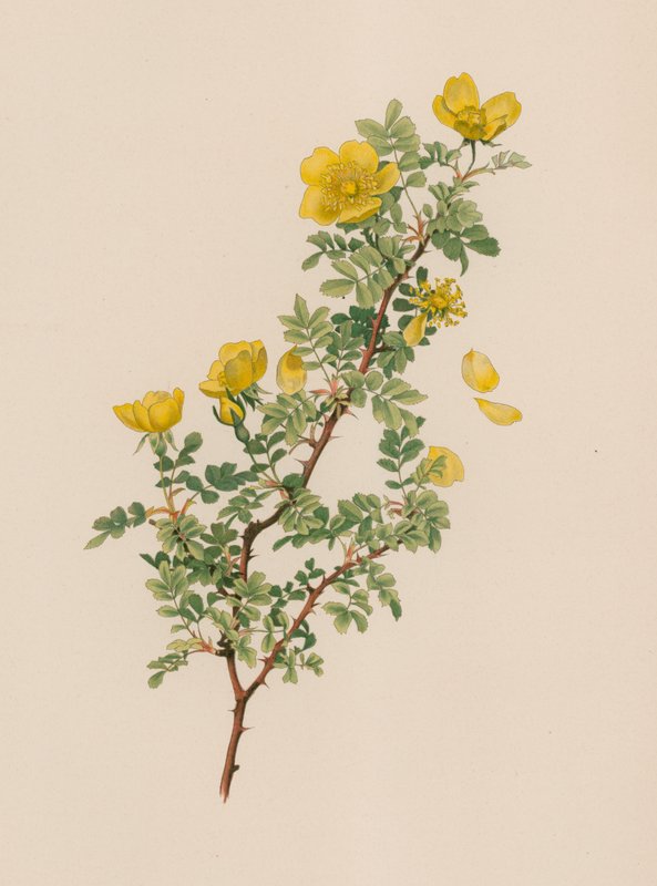 Rosa inglesa de English School