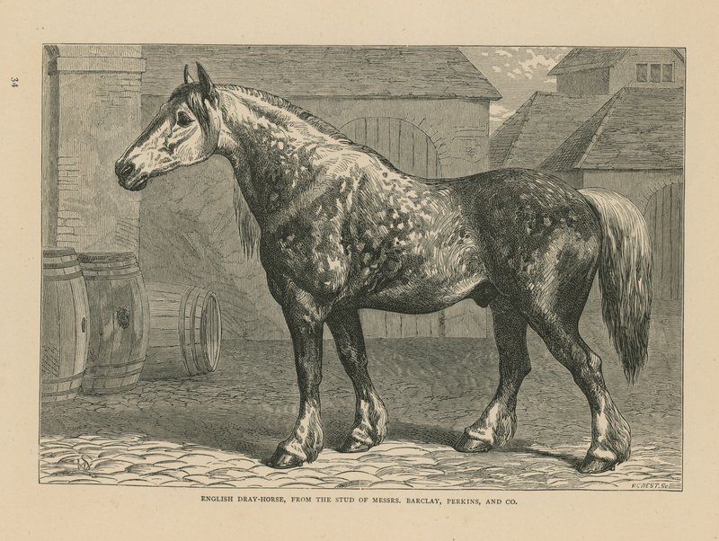 Cavalo dray inglês de English School