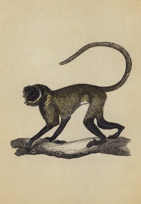 Macaco Entellus (litografia a cores) de English School
