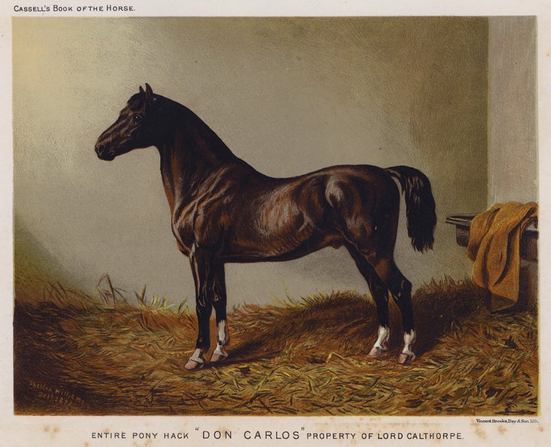 Todo Pony Hack "Don Carlos," Propriedade de Lord Calthorpe (cor litho) de English School