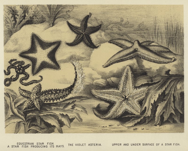 Peixe equestre da estrela, um peixe da estrela produzindo seus raios, o Asteria violeta, superior e sob a superfície de um peixe da estrela de English School