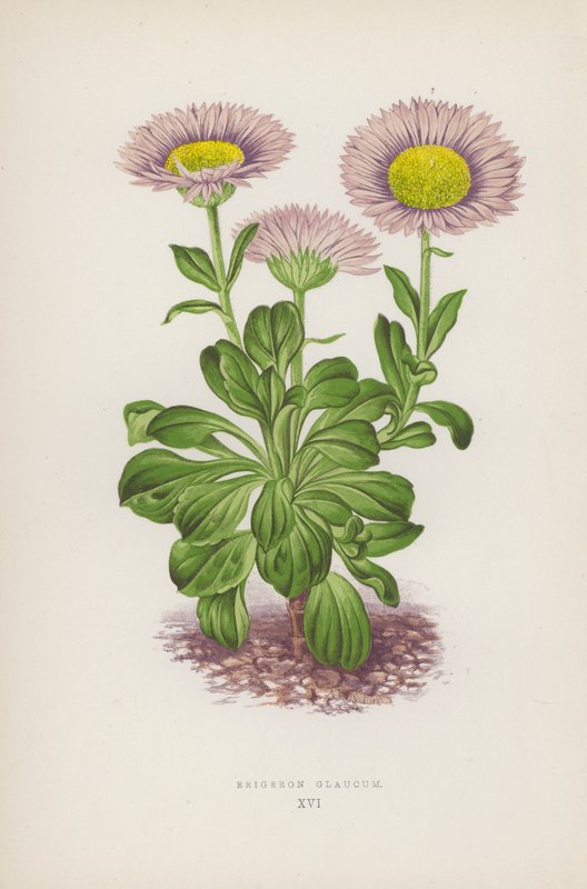 Erigeron Glaucum (litografia a cores) de English School
