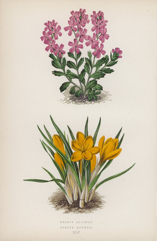 Erinus alpinus; Crocus Aucheri (litografia a cores) de English School