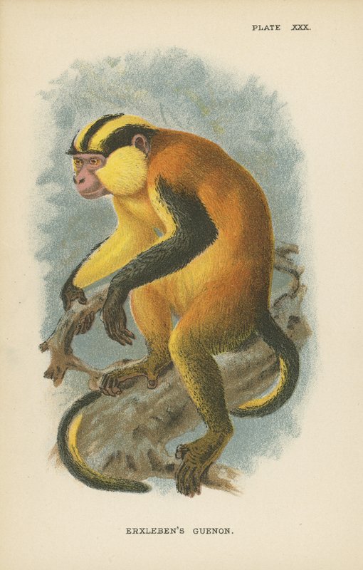 Erxlebens Guenon de English School