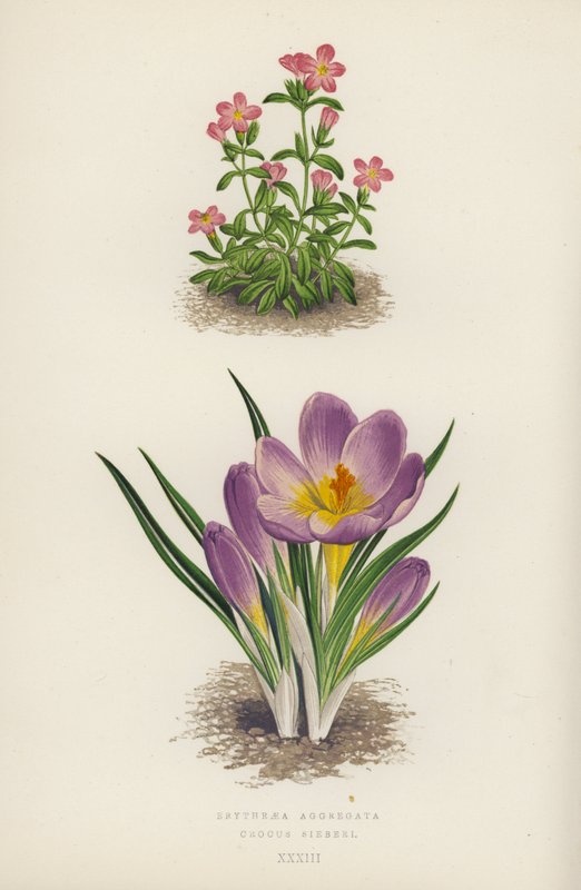 Erythraea Aggregata; Crocus Sieberi (litografia a cores) de English School