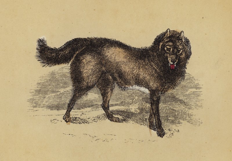 Cão Esquimaux (litografia a cores) de English School