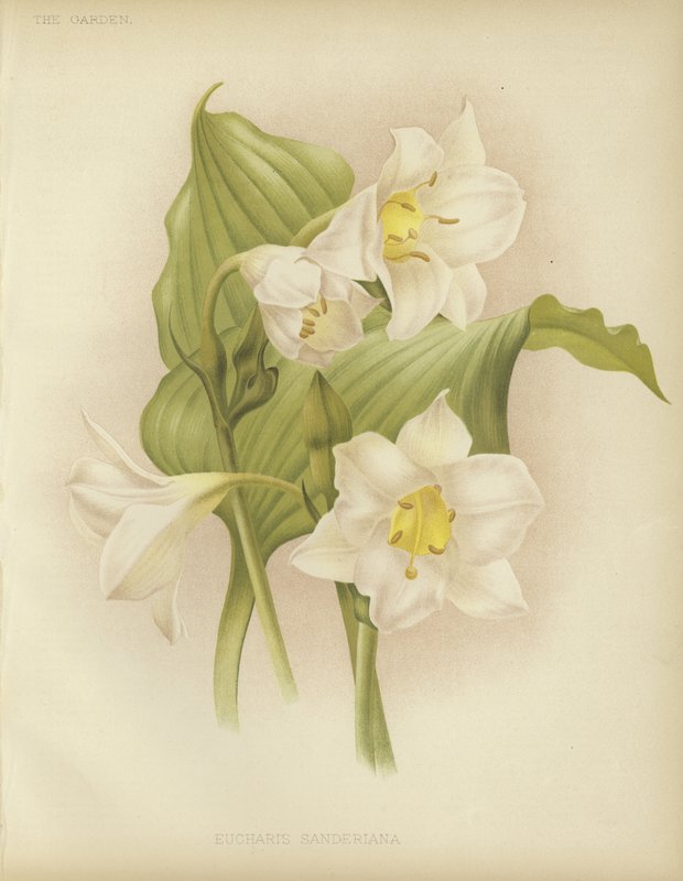 Eucharis sanderiana de English School