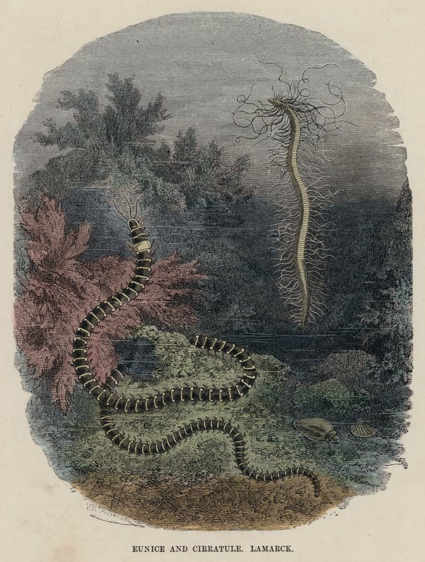 Eunice e Cirratule, Lamarck (gravura colorida) de English School
