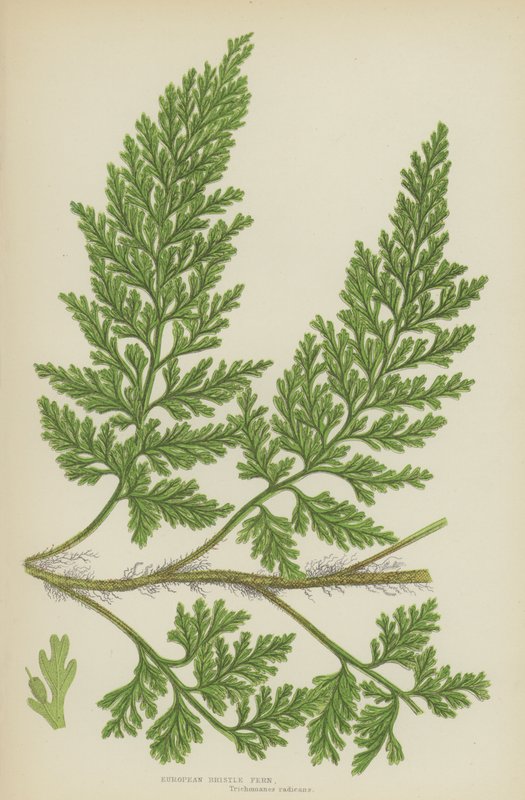 Ferna de cerdas europeias (cor litho) de English School