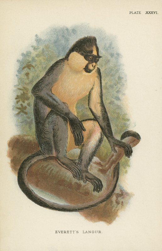 Everetts Langur de English School