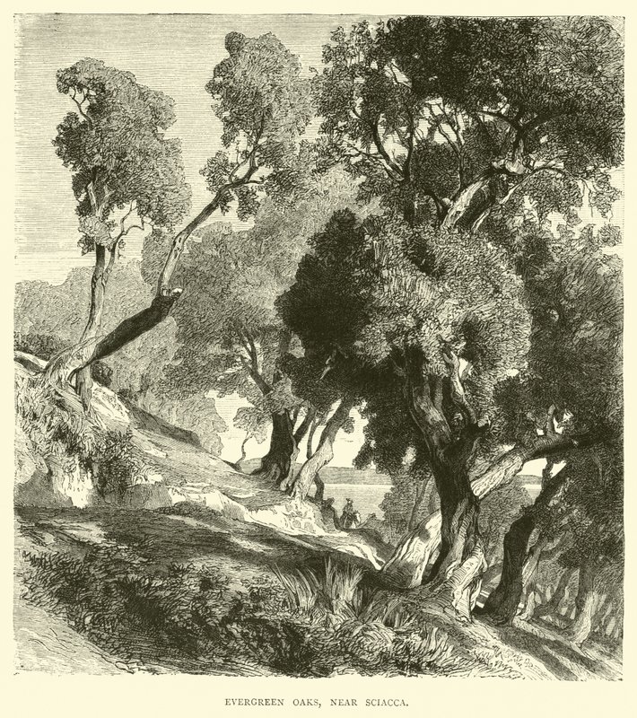 Evergreen Oaks, perto de Sciacca de English School