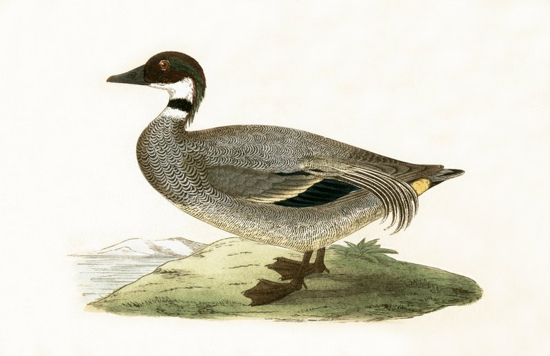 Teal falcado, ilustração de "Uma História das Aves da Europa Não Observadas nas Ilhas Britânicas", de Charles Robert Bree (1811-1886), publicado em 1867 de English School