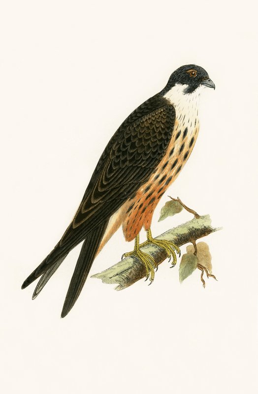Falco Eleonorae, ilustração de "Uma História das Aves da Europa Não Observadas nas Ilhas Britânicas", de Charles Robert Bree (1811-1886), publicada em 1867. de English School