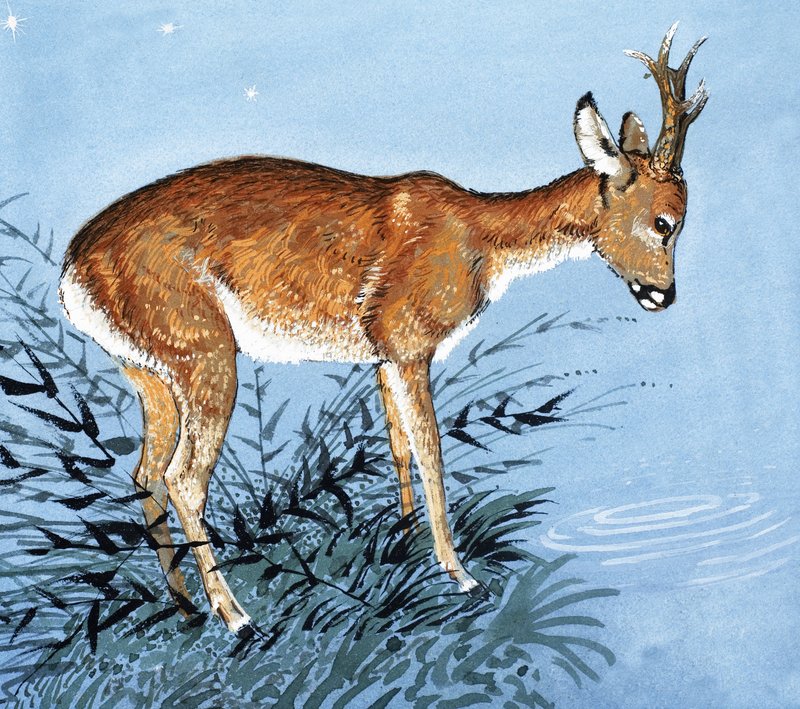 Gamo de English School