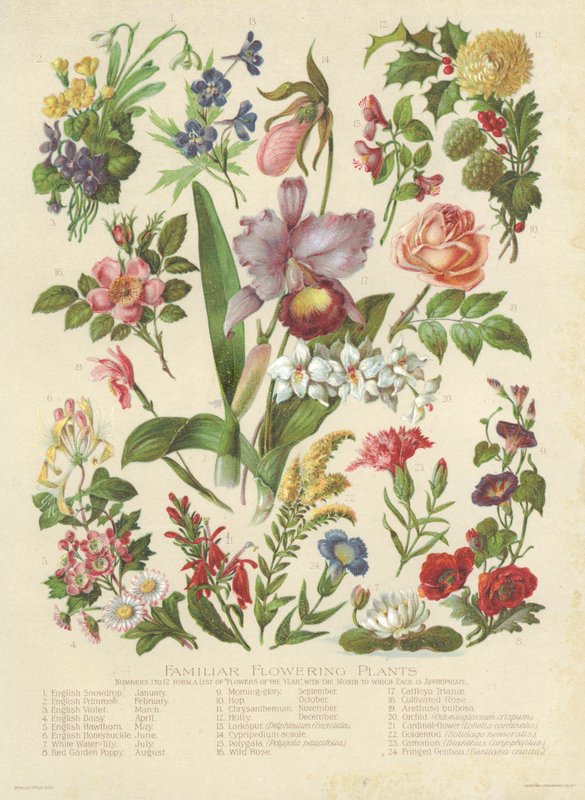 Plantas de Floração Familiares (cor litho) de English School