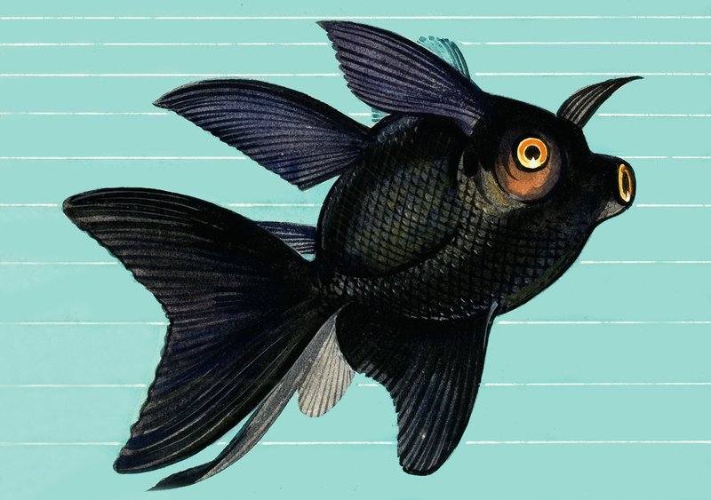 Fantail Blackmoor de English School