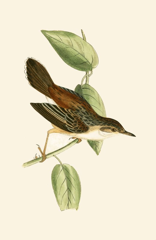 Fantail Warbler, ilustração de "Uma História das Aves da Europa Não Observadas nas Ilhas Britânicas", de Charles Robert Bree (1811-1886), publicado em 1867 de English School