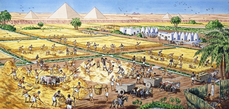 Agricultura no Egito de English School
