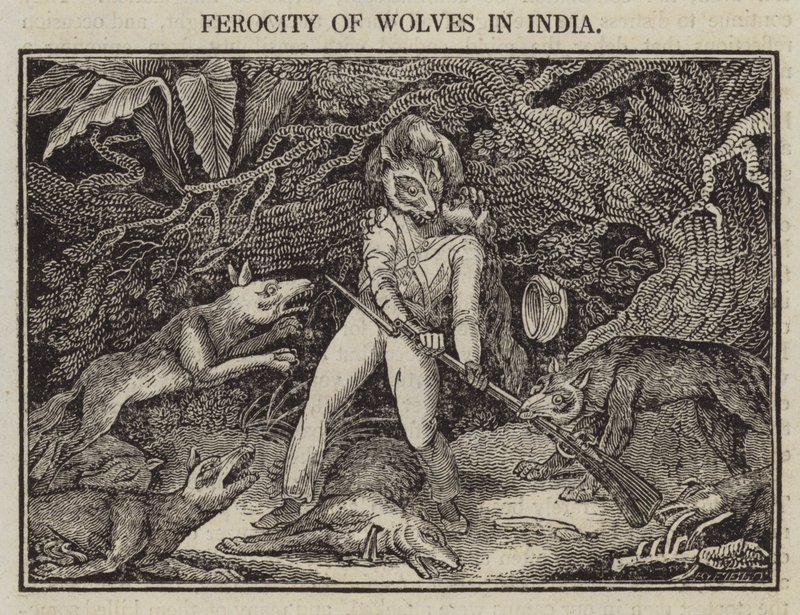 Ferocidade dos Lobos na Índia (gravura) de English School