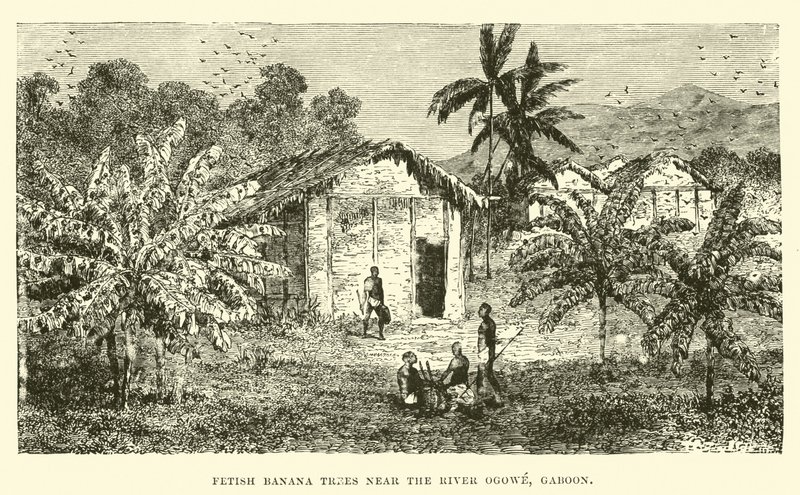 Bananeiras de fetiche perto do rio Ogowe, Gabão de English School