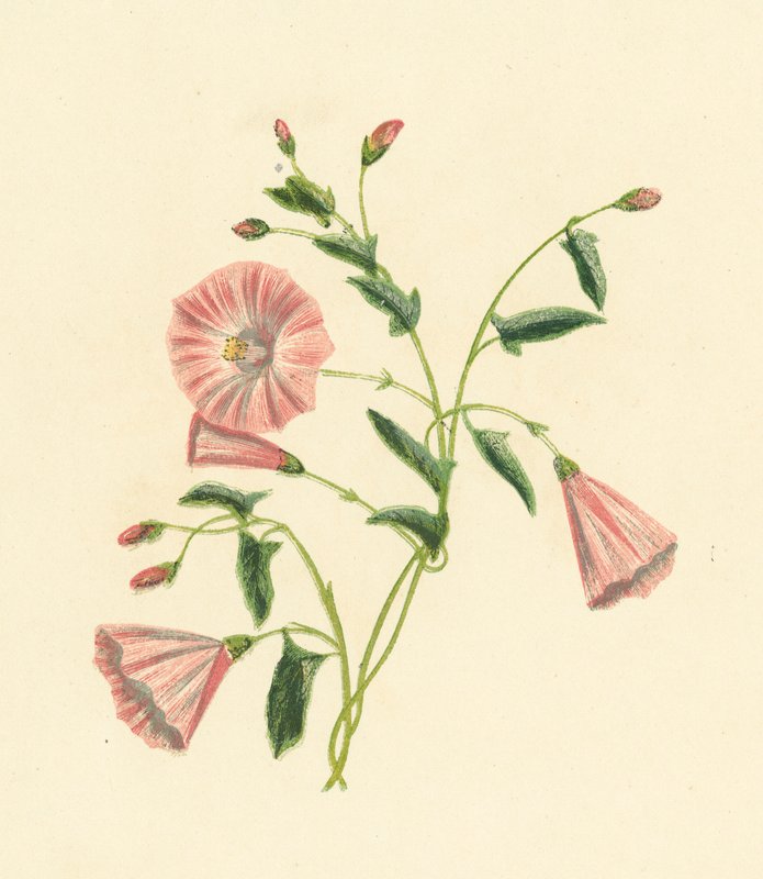 Convolvulus do campo, Convolvulus Arvensis (litografia a cores) de English School