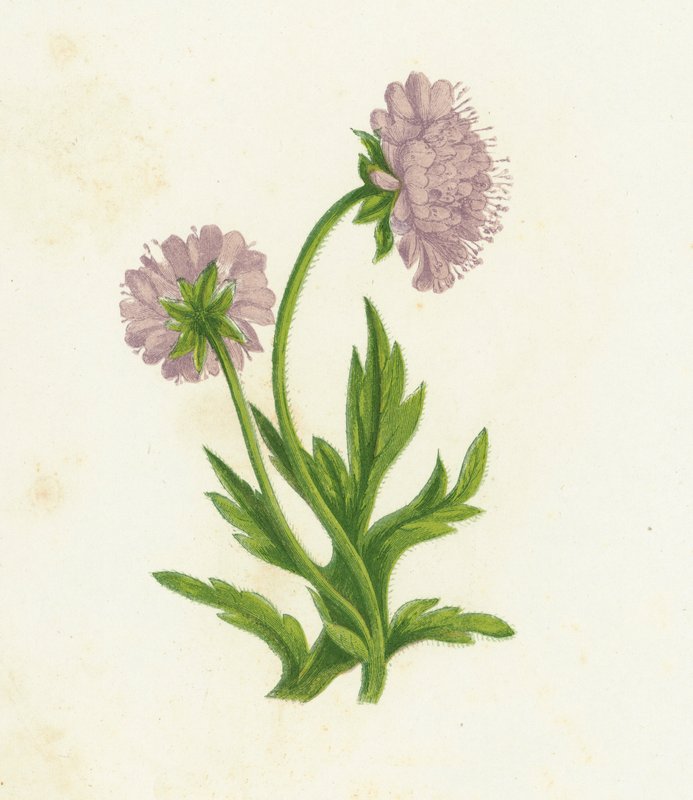 Campo Knautia, Knautia Arvensis de English School