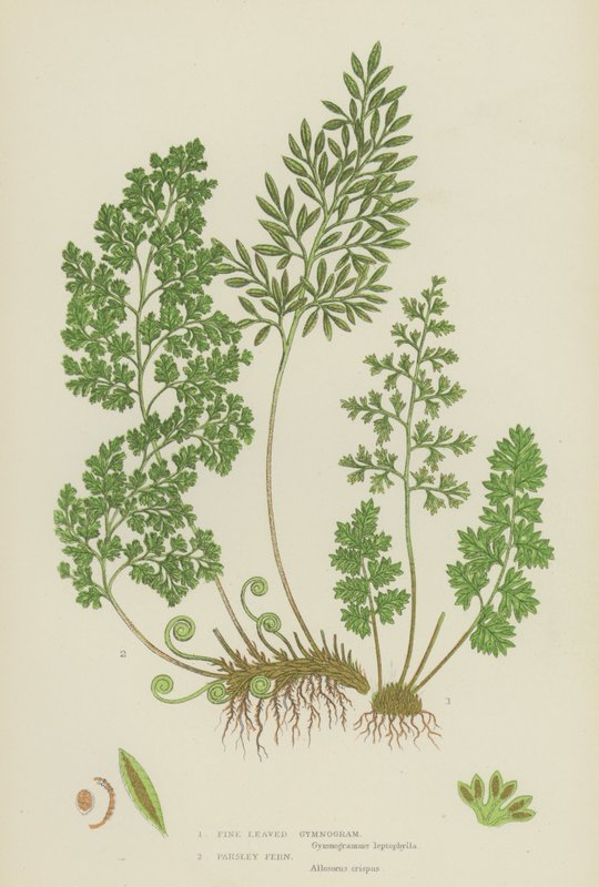 Fine Leaved Gymnogram, Parsley Fern (cor litho) de English School