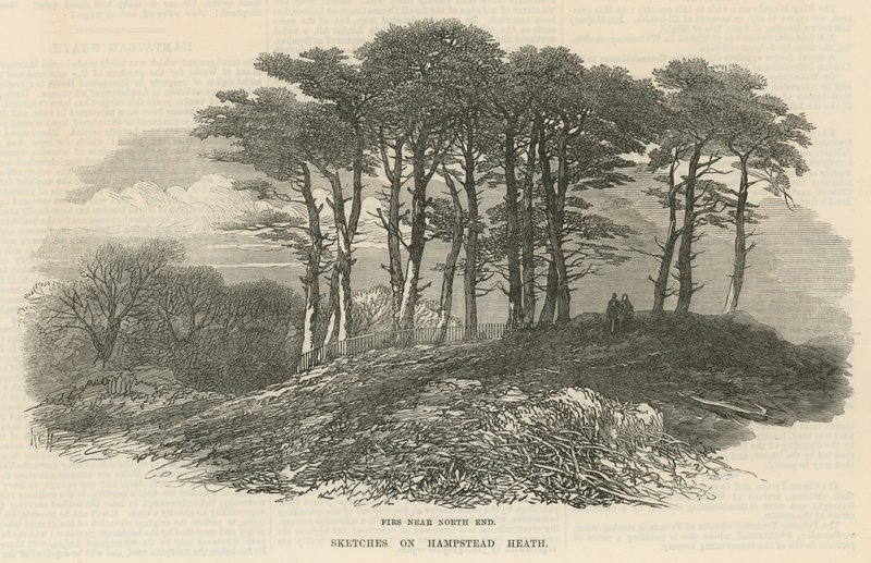 Abetos perto do extremo norte, Hampstead Heath de English School