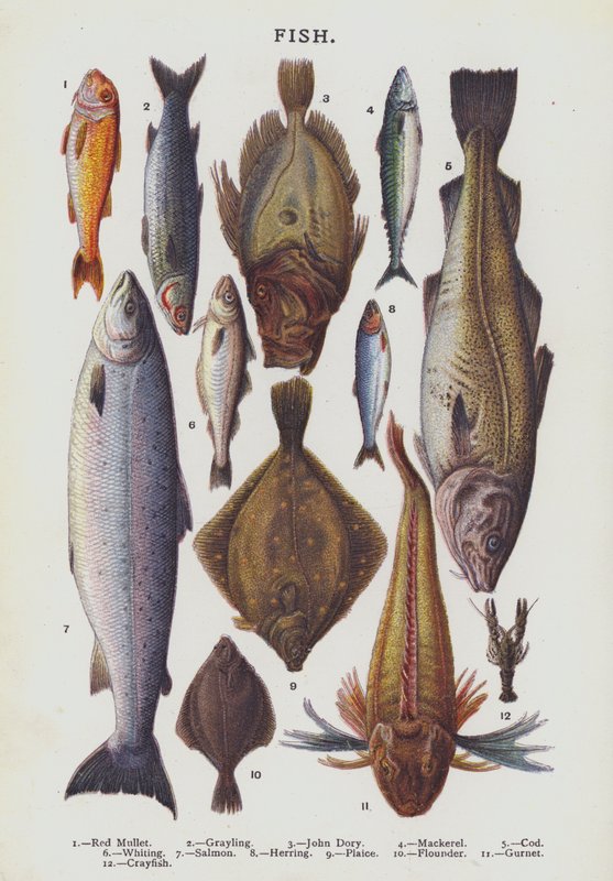 Peixe (cromolito) de English School