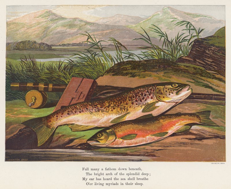 Peixe (litografia a cores) de English School